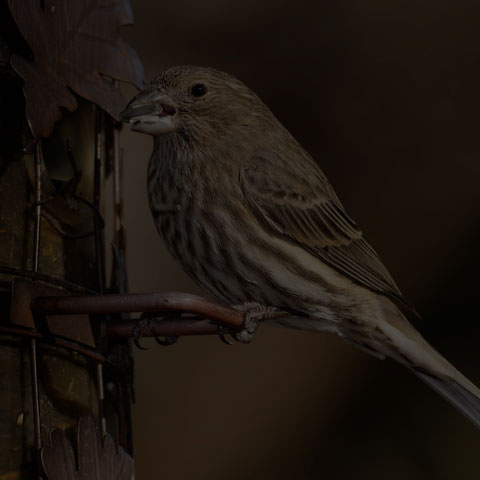 House Finch