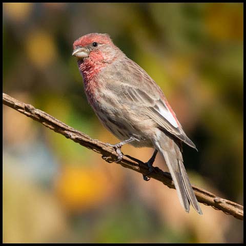House Finch