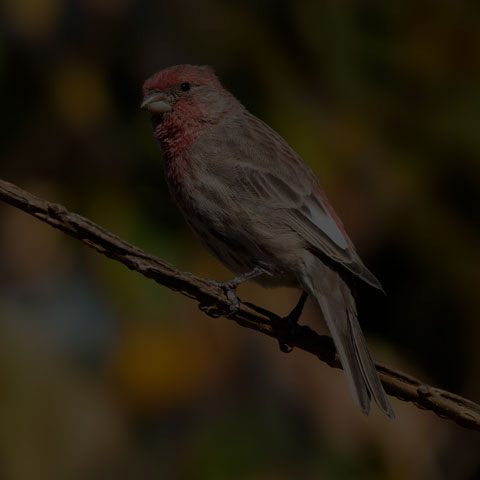 House Finch