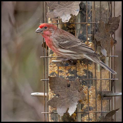 House Finch