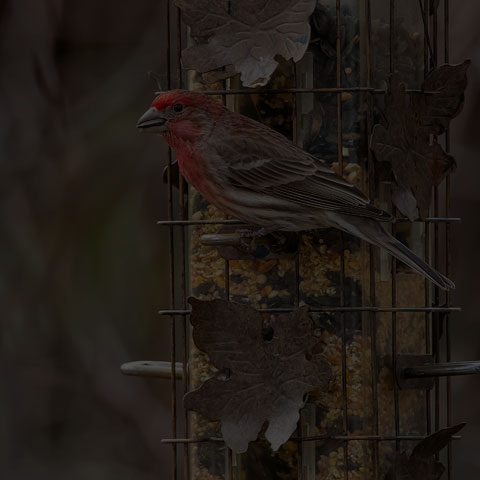 House Finch