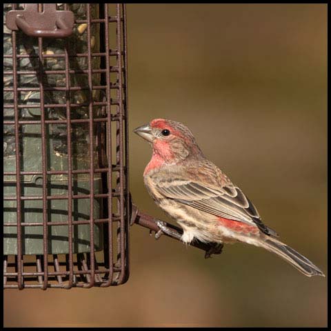 House Finch