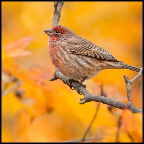 House Finch