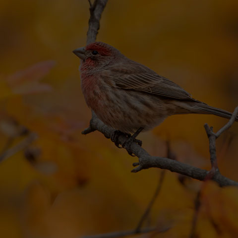 House Finch