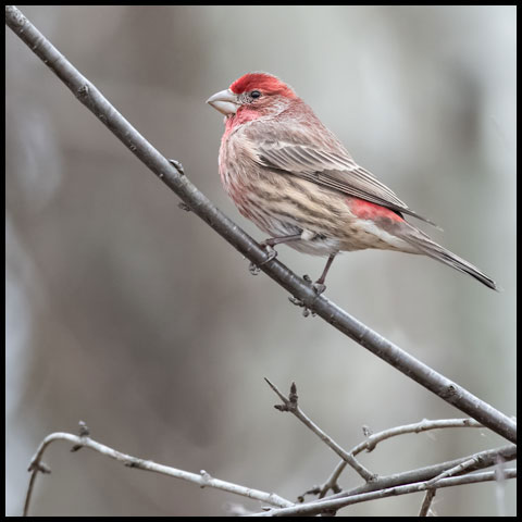 House Finch