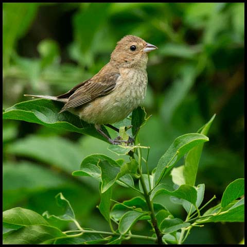 Indigo Bunting