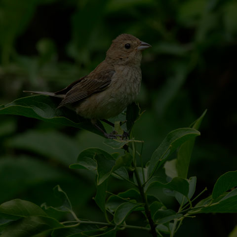 Indigo Bunting
