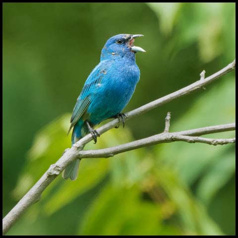 Indigo Bunting