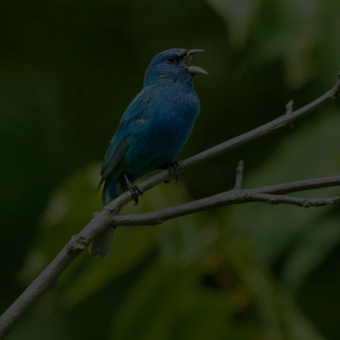 Indigo Bunting