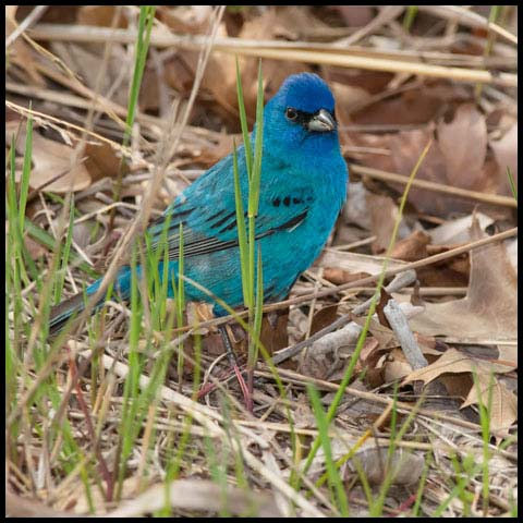 Indigo Bunting