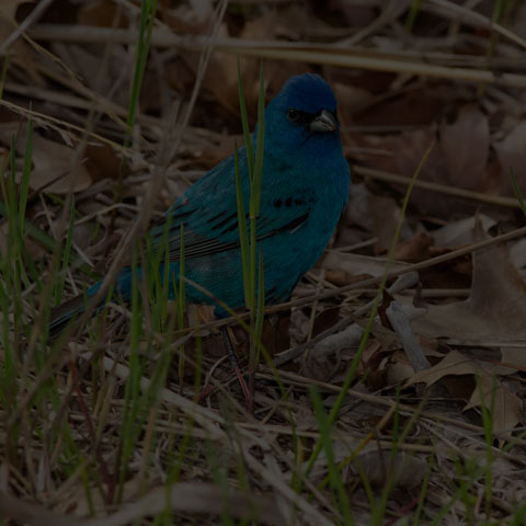 Indigo Bunting