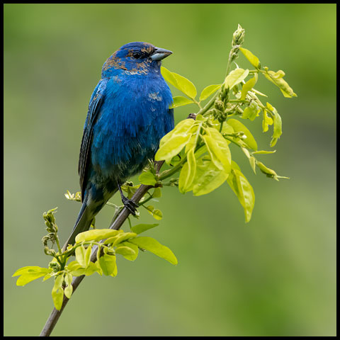 Indigo Bunting