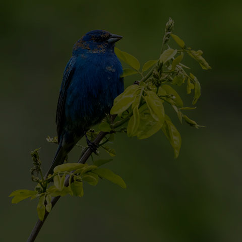 Indigo Bunting