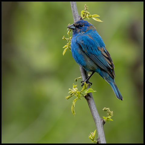 Indigo Bunting