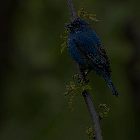 Indigo Bunting