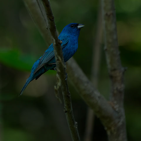 Indigo Bunting