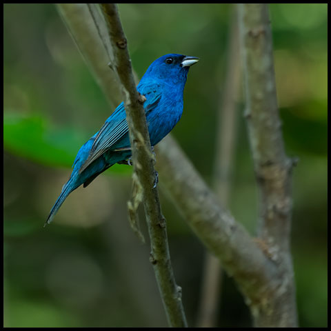 Indigo Bunting