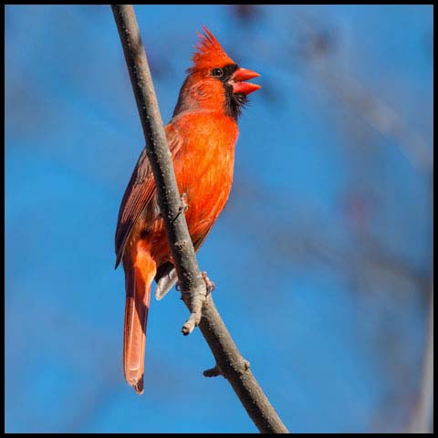 Northern Cardinal