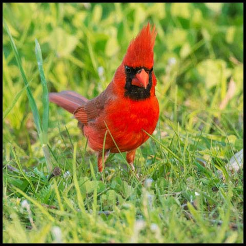 Northern Cardinal
