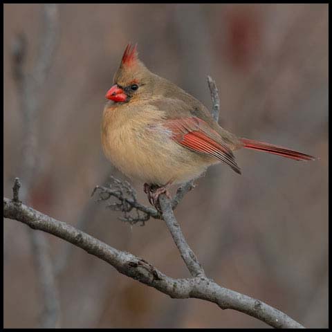 Northern Cardinal