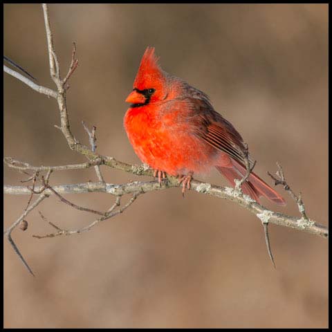 Northern Cardinal