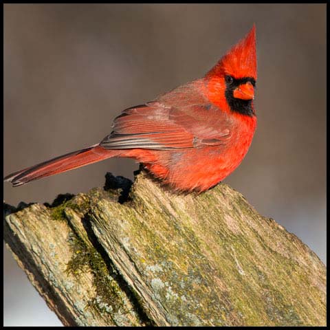 Northern Cardinal