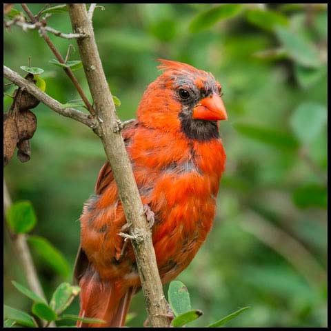 Northern Cardinal