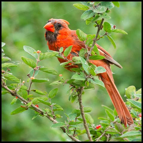 Northern Cardinal