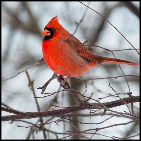 Northern Cardinal
