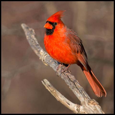 Northern Cardinal