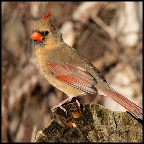 Northern Cardinal