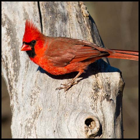 Northern Cardinal