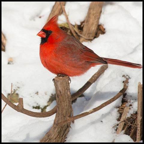 Northern Cardinal