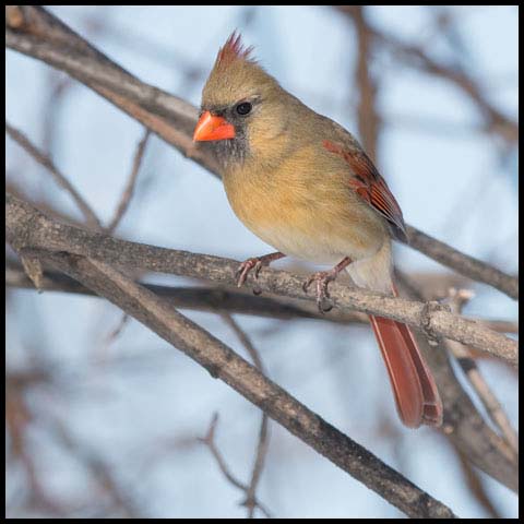 Northern Cardinal
