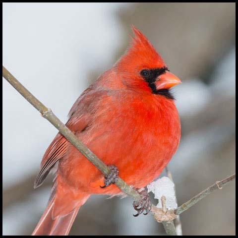 Northern Cardinal