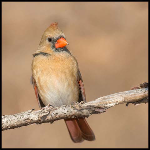 Northern Cardinal