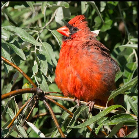 Northern Cardinal