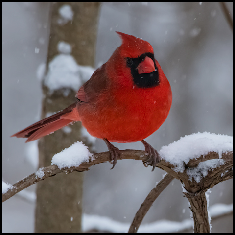 Northern Cardinal