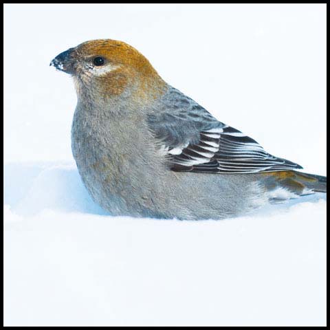 Pine Grosbeak