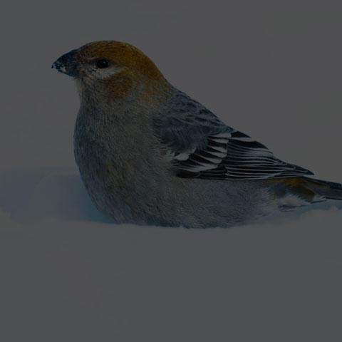 Pine Grosbeak