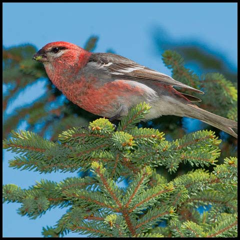 Pine Grosbeak