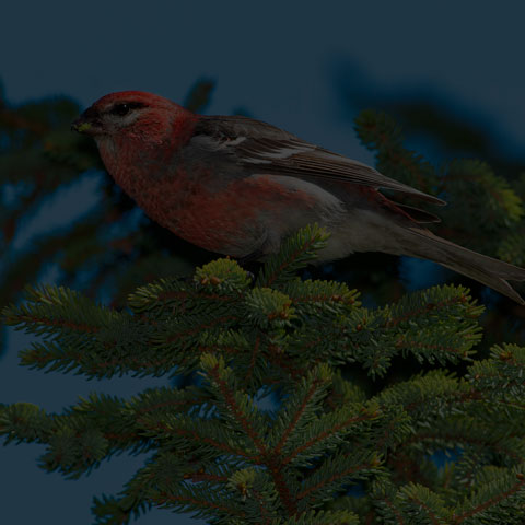 Pine Grosbeak