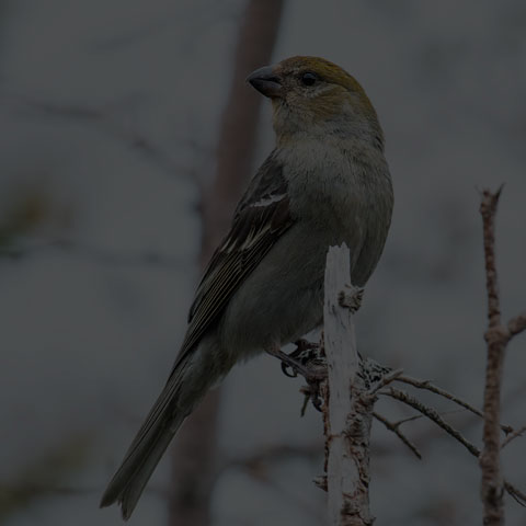 Pine Grosbeak