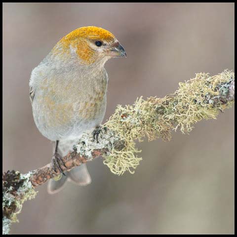 Pine Grosbeak