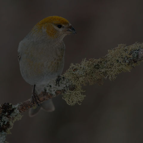 Pine Grosbeak