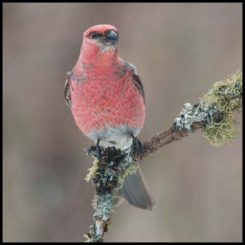 Pine Grosbeak