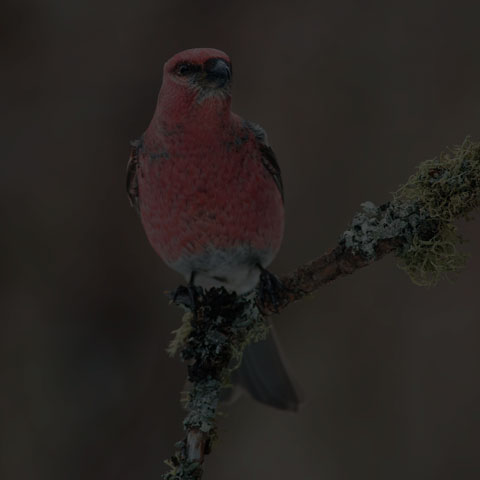 Pine Grosbeak