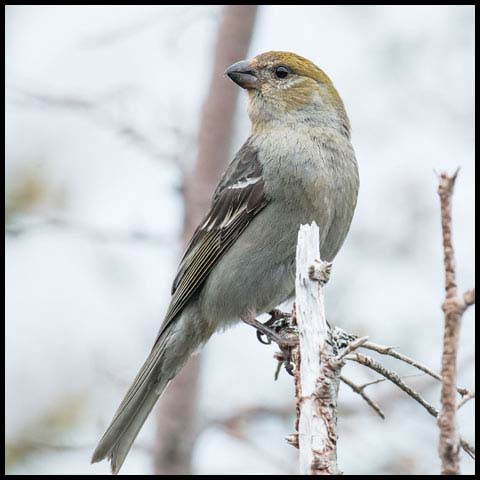 Pine Grosbeak