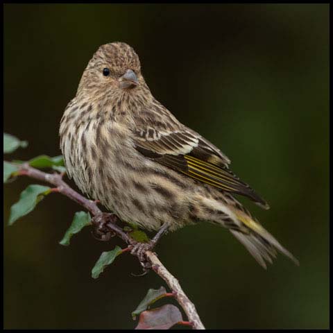 Pine Siskin