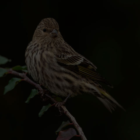 Pine Siskin